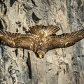 Female Peregrine Falcon (Falco peregrinus), Malham Cove, North Yorkshire, England, UK